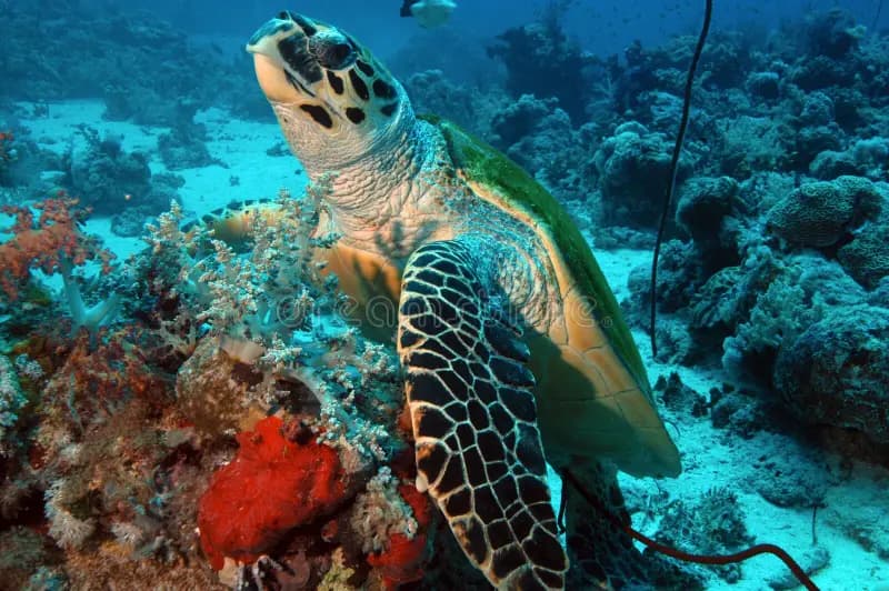 Sea Turtle Underwater